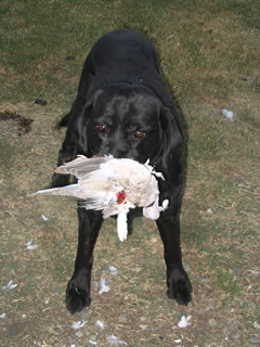 Billie almost 14 with evil ringnecked dove