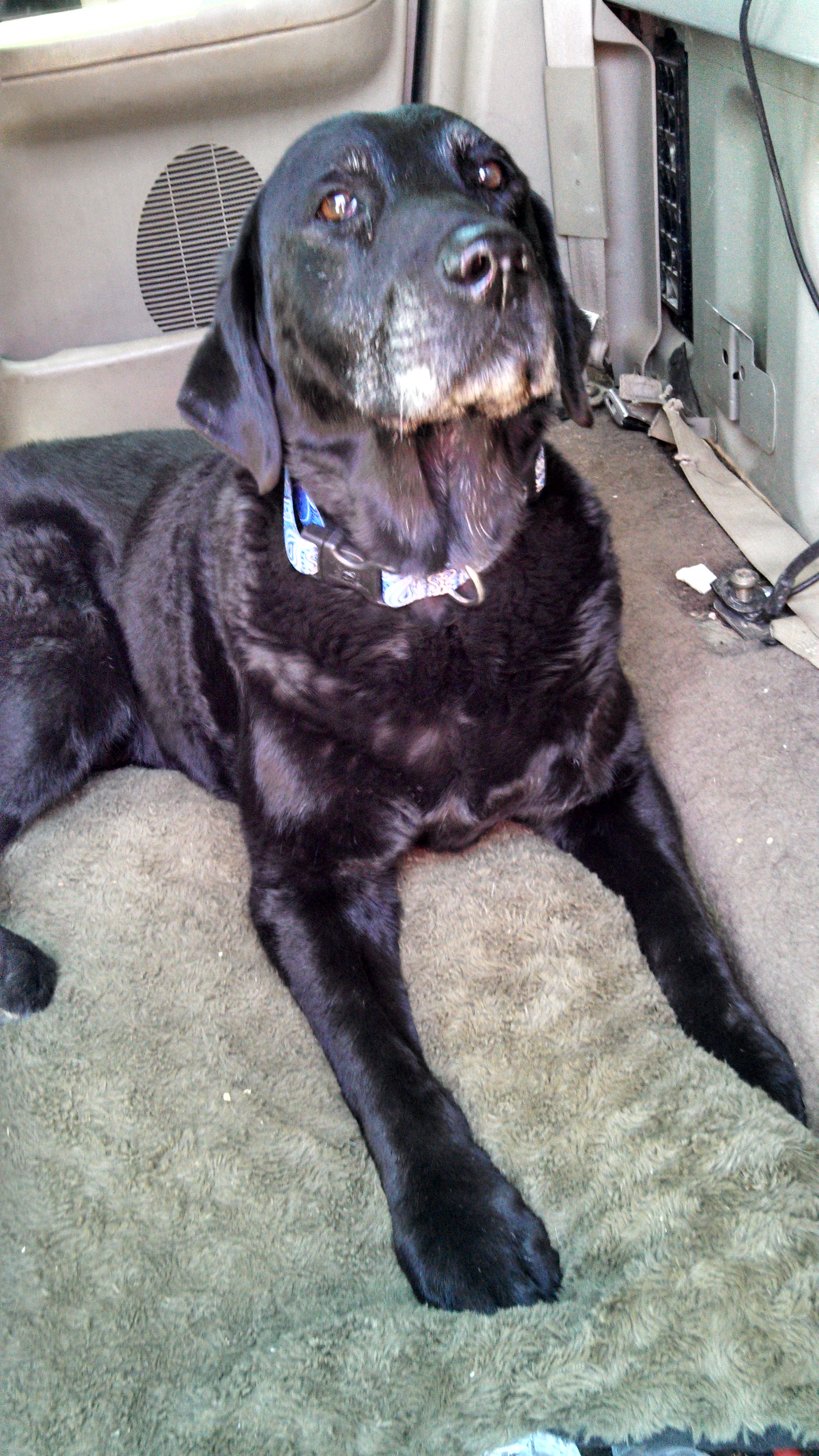 Tommie ~ September 28 1999 - March 3, 2014